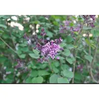 GRDplanten Syringa bloomerang 'Dark Purple' - Gewone Sering 60- 80 cm in pot
