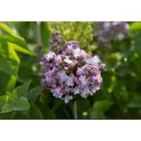 GRDplanten Syringa vulg. 'And. An Ludwig Späth' - Gewone Sering,Vaak Ook Verkeerdelijk Jasmijn Genoemd 60- 70 cm in pot