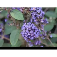 GRDplanten Buddleja dav. 'Blue Chip' - Vlinderstruik 30- 40 cm in pot