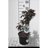 GRDplanten Sambucus nigra 'Black Tower' ('eiffel01') - Zwarte Vlier 30- 40 cm in pot