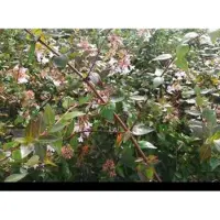 GRDplanten Abelia grandiflora - Abelia 25- 30 cm in pot