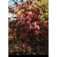 GRDplanten Acer palm. 'Osakazuki' - Japanse Esdoorn 'Osakazuki' 60- 80 cm in pot
