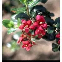 GRDplanten Escallonia hybr. 'C.f. Ball' - Escallonia 40- 50 cm in pot