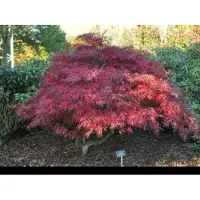 GRDplanten 1 x Acer palm. 'Garnet' ('dissect. garnet') - Japanse Esdoorn 'Garnet' 40- 50 cm in pot
