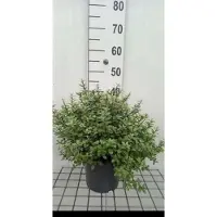 GRDplanten Pittosporum ten. 'Silver Ball' - Australische Laurier 25- 30 cm in pot