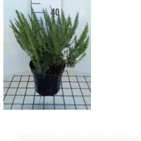 GRDplanten 2 x Genista tinctoria - Heidebrem, Verfbrem 30- 40 cm in pot