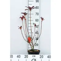 GRDplanten Azalea mollis - Tuinazalea rood 40 - 50 cm in pot