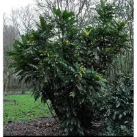 GRDplanten Mahonia media 'Winter Sun' - Mahoniestruik, Druifstruik 30- 40 cm in pot
