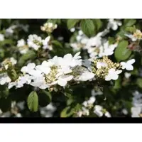 GRDplanten Viburnum plic. 'Watanabe' - Japanse Sneeuwbal 60- 80 cm in pot