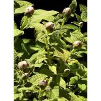 GRDplanten 2 x Hydrangea involucrata - Hortensia Involucrata 25- 30 cm in pot