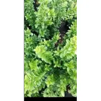 GRDplanten Euonymus jap. 'Microphyllus' - Japanse Kardinaalshoed, Kardinaalsmuts , 30- 40 cm in pot