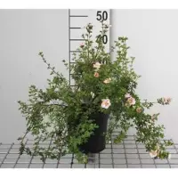 GRDplanten 2 x Potentilla frut. 'Princess' ('p. queen/blink') - Struikganzerik, Heesterganzerik, Vijfvingerkruid 25- 30 cm in pot
