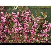 GRDplanten Weigela flor. 'Foliis Purpureis' ( 'purpurea') - Weigela, Weigelia 50- 60 cm in pot