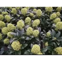 GRDplanten Skimmia jap. 'Finchy' - Skimmia 30- + cm in pot