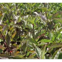 GRDplanten 2 x Cornus alba 'Kesselringii' - Kornoelje, Witte Kornoelje 60- 80 cm in pot