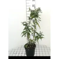GRDplanten 2 x Buddleja dav. 'White Profusion' - Vlinderstruik 40- 60 cm in pot