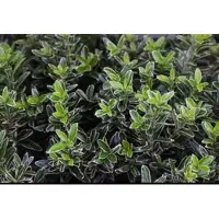 GRDplanten 2 x Euonymus japonicus - Japanse Kardinaalshoed 40- 60 cm in pot
