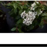 GRDplanten 2 x Viburnum plic. 'Tomentosum' - Japanse Sneeuwbal 40- 60 cm in pot