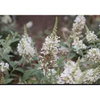 GRDplanten Buddleja 'Argus White' - Vlinderstruik 40- 60 cm in pot