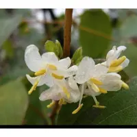 GRDplanten Lonicera fragrantissima - Winterkamperfoelie, Struikkamperfoelie 40- 50 cm in pot