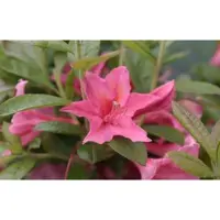 GRDplanten Azalea 'Knaphill Rose' - Azalea 40- 50 cm in pot