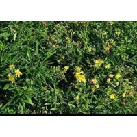 GRDplanten 2 x Hypericum dummeri 'Peter dummer' - Herfsthooi, Sint Janskruid 20- 30 cm in pot