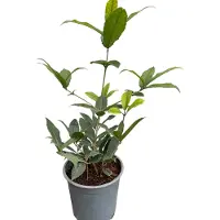 GRDplanten Osmanthus armatus - Schijnhulst 30- 40 cm in pot