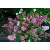 GRDplanten Hydrangea pan. 'Sundae Fraise' - Pluimhortensia 40- 50 cm in pot