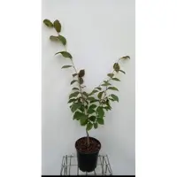GRDplanten 2 x Hamamelis int. 'Feuerzauber' ( 'fire charm') - Toverhazelaar 60- 80 cm in pot