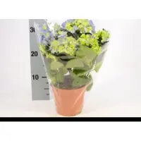 GRDplanten 2 x Hydrangea macr. blauw/bleu - Hortensia 25- 30 cm in pot