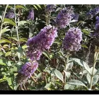 GRDplanten 2 x Buddleja hybr. 'Lochinch' - Vlinderstruik 40- 60 cm in pot