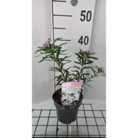 GRDplanten Daphne trans. 'Eternal Fragrance' - Peperboompje 20- 25 cm in pot