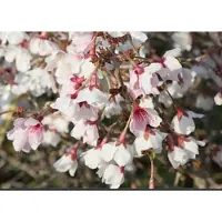 GRDplanten Prunus incisa 'Kojou-no-mai' - Fuji Kers, Dwergsierkers, 25- 30 cm in pot
