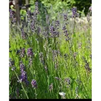 GRDplanten 2 x Lavandula ang. 'Munstead' - Lavendel In pot 2 liter
