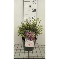 GRDplanten 2 x Pittosporum ten. 'Tom Thumb' - Australische Laurier 25- 30 cm in pot