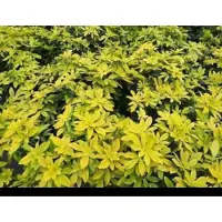GRDplanten Choisya tern. 'Lich' ('sundance'/'brica') - Mexicaanse Oranjebloesem , Glansmispel 25- 30 cm in pot