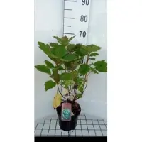 GRDplanten Hydrangea querc. 'Alice' - Eikenblad Hortensia 30- 40 cm in pot