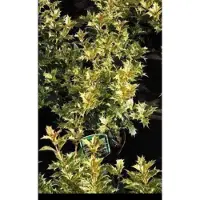 GRDplanten Osmanthus het. 'Goshiki' ('tricolor') - Schijnhulst 40- 50 cm in pot