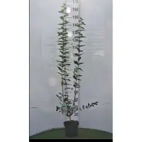 GRDplanten Lonicera tatarica - Kamperfoelie 40- 60 cm in pot
