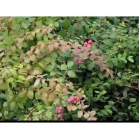 GRDplanten 2 x Symphoricarpos chenaultii - Sneeuwbes, Klapbes 50- 60 cm in pot
