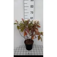 GRDplanten 2 x Hydrangea pan. 'Baby Lace' - Pluimhortensia 30- 40 cm in pot