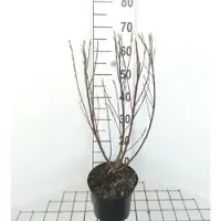 GRDplanten Salix el. 'Angustifolia' ('rosmarinifolia') - Rozemarijnwilg, Grijze Wilg 50- 60 cm in pot