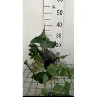 GRDplanten 2 x Hedera algeriensis laforet - Struikklimop 40- 60 cm in pot