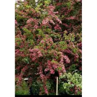 GRDplanten Crataegus media 'Paul's Scarlet' - Meidoorn, Rode Tweestijlige Meidoorn 60- 80 cm in pot