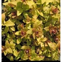 GRDplanten 2 x Spiraea jap. 'Golden Princess' - Spierstruik , Japanse Spirea , Japanse Spierstruik 20- 25 cm in pot