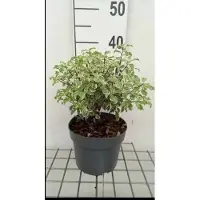 GRDplanten Pittosporum ten. 'Silver Queen' - Australische Laurier 25- 30 cm in pot