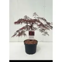 GRDplanten Acer palm. 'Inaba Shidare' - Japanse Esdoorn 'Inaba Shidare' 60- 80 cm in pot