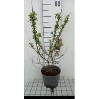 GRDplanten Hippophae rham. 'Pollmix' - Duindoorn , Zanddoorn 50- 60 cm in pot