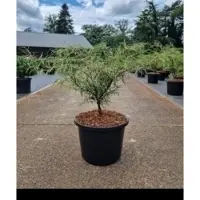 GRDplanten 2 x Fagus sylv. 'Mercedes' - Beuk 50- 60 cm in pot