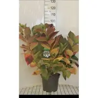 GRDplanten Hydrangea 'Teller White' (wit/blanc) - Hortensia 40- 60 cm in pot